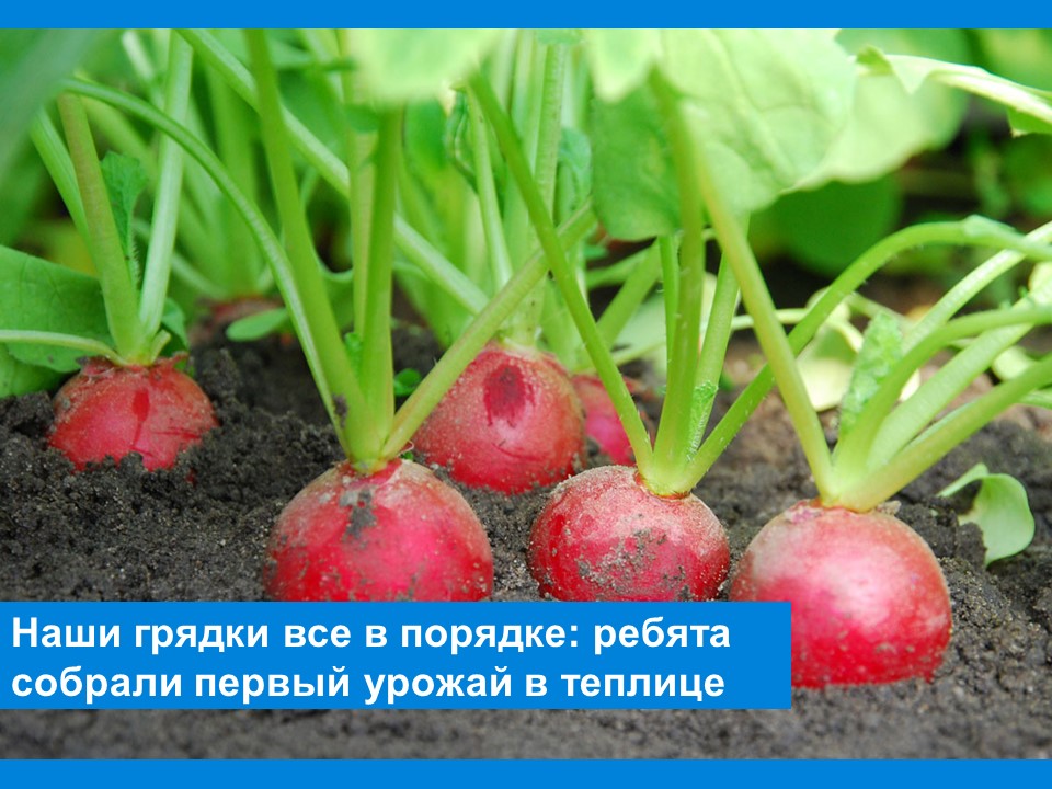 Наши грядки все в порядке: ребята собрали первый урожай в теплице Наши грядки все в порядке: ребята собрали первый урожай в теплице